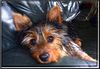 Australian Silky Terrier Foto: Evi 5 Mt. (ID 13727) Australian Silky Terrier Hund
