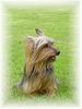 Australian Silky Terrier Foto: Frances v.d.Groov (ID 15670) Australian Silky Terrier Hund