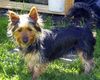 Australian Silky Terrier Foto: ich bin Gina 7 mt. alt (ID 4479) Australian Silky Terrier Hund