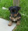 Australian Silky Terrier Foto (ID 21323) Australian Silky Terrier Hund