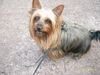 Australian Silky Terrier Hund