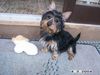 Australian Silky Terrier Foto: Cinderellas Silky (ID 20162) Australian Silky Terrier Hund