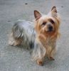 Australian Silky Terrier Foto: Silky Terrier Hündin (ID 3256) Australian Silky Terrier Hund