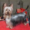 Australian Silky Terrier Hund