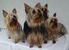 Australian Silky Terrier Foto: Silky, der elegante robuste Kleinhund, der ideale Wohnungshund (ID 7042) Australian Silky Terrier Hund
