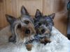 Australian Silky Terrier Foto: Jolly Flower of Flying Hair mit Happy (ID 6411) Australian Silky Terrier Hund