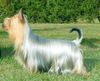 Australian Silky Terrier Foto: Australian Silky Terrier (ID 1010) Australian Silky Terrier Hund