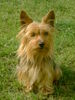 Australian Silky Terrier Hund