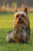 Australian Silky Terrier Foto: Mel (ID 32155) Australian Silky Terrier Hund