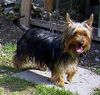 Australian Silky Terrier Foto: Hallo, ich bin Gina 1 Jahr alt (ID 7296) Australian Silky Terrier Hund