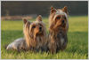 Australian Silky Terrier Foto: Rico und Mel (ID 32153) Australian Silky Terrier Hund