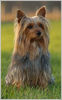 Australian Silky Terrier Foto: Rico (ID 32154) Australian Silky Terrier Hund