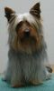 Australian Silky Terrier Foto: Sundays Spike vom Hoffmannseck (Silky-Rüde) ist ein lebhafter Silky-Rüde, der in Wiefelstede, bei einer 5-köpfigen Familie wohnt. Er ist ein superdupermegatoller Hund (Zitat: Herrchen Hanno) :-D :-) (ID 33913) Australian Silky Terrier Hund