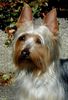 Australian Silky Terrier Foto: Australian Silky Terrier De Majolian Topaz (ID 14443) Australian Silky Terrier Hund