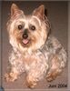 Australian Silky Terrier Foto: Das Foto zeigt meine 16 jährige Silky-Hündin Topsy. Topsy ist lieb zu Mensch und Tier und sie will es uns Menschen immer recht machen und ist deshalb sehr gehorsam. Topsy ist meine kleine Traumhündin und wer sie kennt, hat sie in ihr Herz geschlossen :-) (ID 17681) Australian Silky Terrier Hund