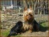Australian Silky Terrier Foto: Gina & Evi (ID 12529) Australian Silky Terrier Hund