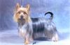 Australian Silky Terrier Foto (ID 2807) Australian Silky Terrier Hund