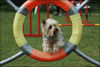 Australian Silky Terrier Hund