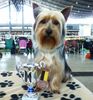 Australian Silky Terrier Hund