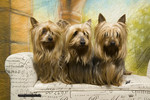 Australian Silky Terrier Hund