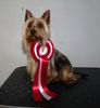 Australian Silky Terrier Hund