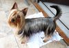 Australian Silky Terrier Hund