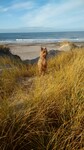 Australian Silky Terrier Hund