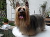 Australian Silky Terrier Hund