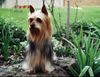 Australian Silky Terrier Hund