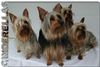 Australian Silky Terrier Hund