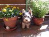 Australian Silky Terrier Foto: Cinderella Of Silky\'s Dream - Funny (ID 25544) Australian Silky Terrier Hund