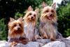 Australian Silky Terrier Foto: Buffy,Chili,Charly of Danubian Channel (ID 2951) Australian Silky Terrier Hund