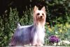 Australian Silky Terrier Foto: Multi Champion Chili Peper of Danubian Channel (ID 1290) Australian Silky Terrier Hund