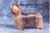 Australian Silky Terrier Foto: Chili Peper of Danubian Channel (ID 1289) Australian Silky Terrier Hund