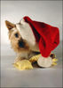 Australian Silky Terrier Foto: Australian Silky Terrier Funny (ID 40740) Australian Silky Terrier Hund
