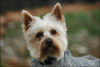 Australian Silky Terrier Hund