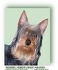 Australian Silky Terrier Foto: Bombix Moren Dosis Maxima Silkyterrier male (ID 8854) Australian Silky Terrier Hund