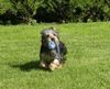 Australian Silky Terrier Foto: Cinderella Of Silky's Dream - Funny (ID 25543) Australian Silky Terrier Hund