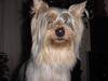 Australian Silky Terrier Foto: Elischa of Silky's Beautyfarm (ID 777) Australian Silky Terrier Hund