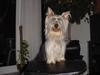 Australian Silky Terrier Foto: Elischa of Silky's Beautyfarm (ID 778) Australian Silky Terrier Hund
