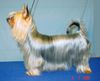 Australian Silky Terrier Foto: FIN CH Bombix Moren Silky Spirit (ID 19247) Australian Silky Terrier Hund