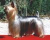 Australian Silky Terrier Foto: Bombix Moren Onnenjojo (ID 1014) Australian Silky Terrier Hund