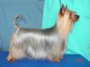 Australian Silky Terrier Foto: Multi CH Multi Winner Bombix Moren Par Nobis (ID 19246) Australian Silky Terrier Hund