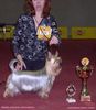 Australian Silky Terrier Foto: Bombix Moren Par Nobis Australian Silkyterrier (ID 8852) Australian Silky Terrier Hund