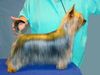 Australian Silky Terrier Foto: EST CH Bombix Moren Ex Improviso (ID 19248) Australian Silky Terrier Hund