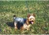 Australian Silky Terrier Foto: Schöne Grüsse aus Kulmbach (ID 2252) Australian Silky Terrier Hund