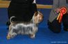 Australian Silky Terrier Foto: FIN,RUS,ESTJ CH,ESTJV-04,RKFV-05 Bombix Moren Ex Bona Fide Dam: MultiCh&MultiW Bombix Moren Par Nobis Sire: CZE&SVK CH Tawny Mist Opus One Owner: Hanna Pannimaa&Irma Leino (ID 25966) Australian Silky Terrier Hund