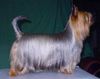 Australian Silky Terrier Foto: 1#SilkyTerrier female in Finland 2001 (ID 1009) Australian Silky Terrier Hund