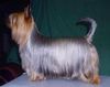 Australian Silky Terrier Foto: Best silky female in Finland 2001 (ID 6690) Australian Silky Terrier Hund