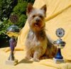 Australian Silky Terrier Foto: Cinderellas Pepsi naxch ihrem Agiliti Sieg (ID 14411) Australian Silky Terrier Hund